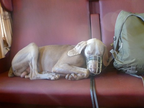 A pak na nás ve vlaku cestou zpět padla únava.